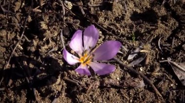 Ephemeral çiçekler, vahşi doğada çicek gülleri (Colchicum ancyrense), sonbahar kruvazörü, çayır safranı ve çıplak kadın. Ukrayna 'nın Kırmızı Kitabı' ndan nadir bir görüntü.