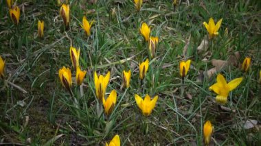 Ephemeral çiçekler, vahşi doğada güller (Kolşyum luteum). Ukrayna 'nın kırmızı kitabından nadir bir manzara. Video sürgüleyici.