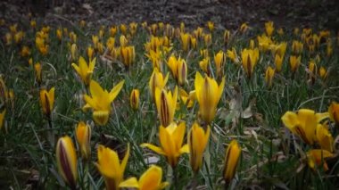 Ephemeral çiçekler, vahşi doğada güller (Kolşyum luteum). Ukrayna 'nın kırmızı kitabından nadir bir manzara. Video sürgüleyici.