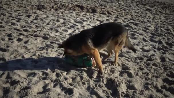 ドイツの羊飼いとパグは ビーチで砂の中で遊んで — ストック動画