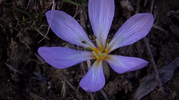 Ephemeral Blommor Primrosor Naturen Colchicum Ancyrense Höst Krokus Äng Saffran — Stockvideo
