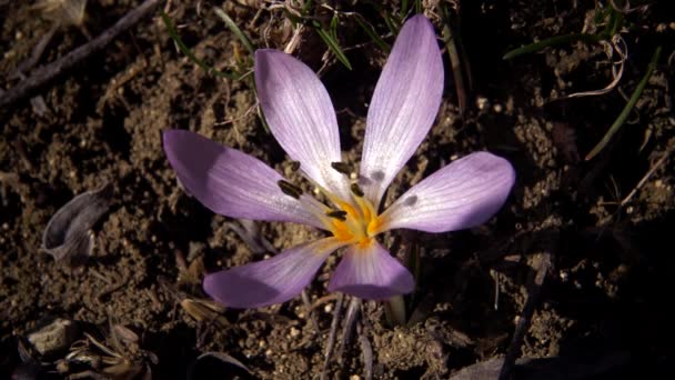 Kortstondige Bloemen Oerrozen Het Wild Colchicum Ancyrense Herfstkrokus Weidesaffraan Naakte — Stockvideo