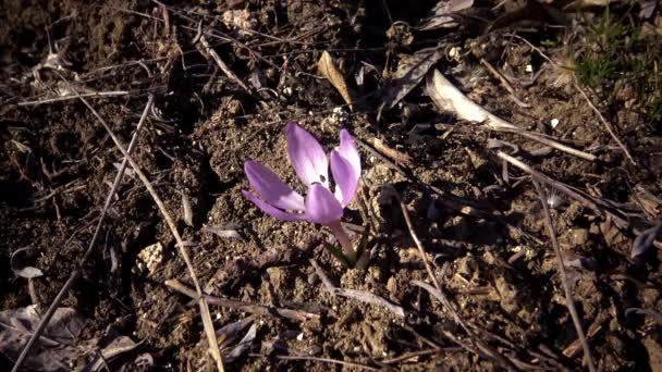 Flores Efímeras Prímulas Silvestres Colchicum Ancyrense Azafrán Otoño Azafrán Pradera — Vídeo de stock