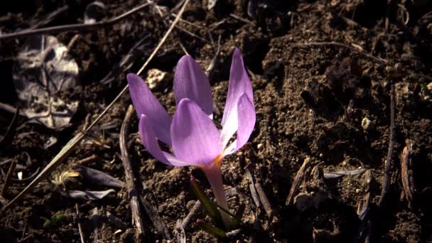 Ephemeral Çiçekler Vahşi Doğada Çicek Gülleri Colchicum Ancyrense Sonbahar Kruvazörü — Stok video