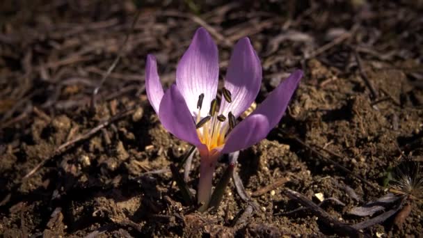 Flores Efímeras Prímulas Silvestres Colchicum Ancyrense Azafrán Otoño Azafrán Pradera — Vídeos de Stock