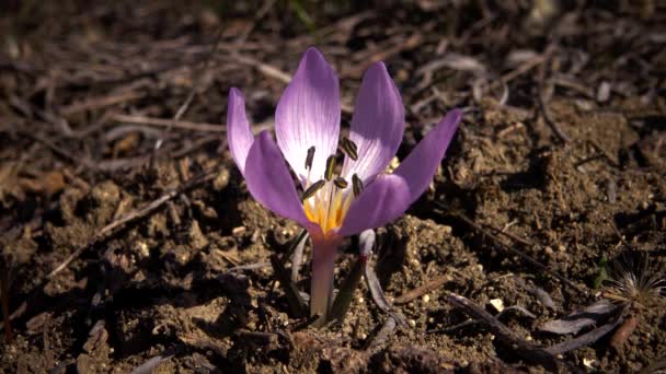 Εφηβικά Λουλούδια Αγριολούλουδα Colchicum Ancyrense Φθινοπωρινός Κρόκος Σαφράν Λιβαδιού Και — Αρχείο Βίντεο