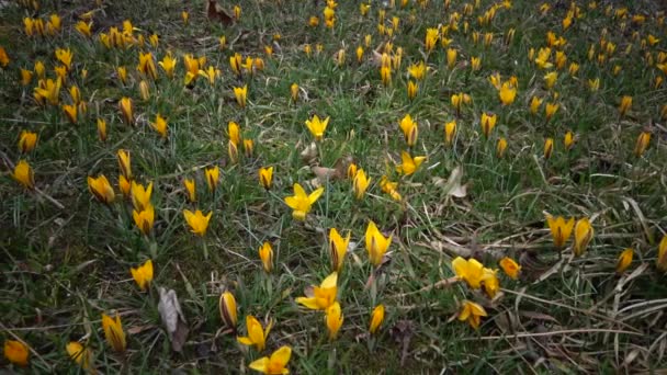 Kwiaty Efemeryczne Pierwiosnki Naturze Colchicum Luteum Rzadki Widok Czerwonej Księgi — Wideo stockowe