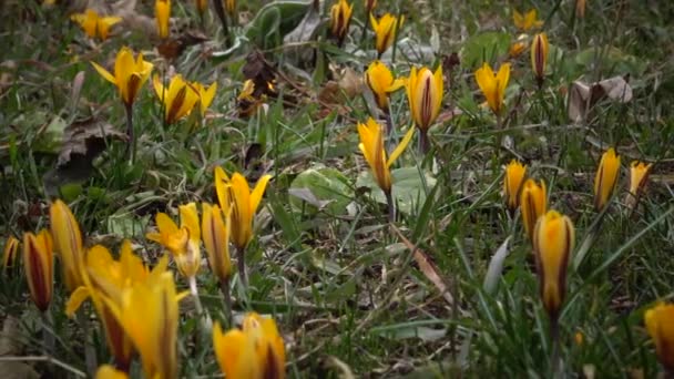 Efaamlijke Bloemen Priemrozen Het Wild Colchicum Luteum Zeldzaam Uitzicht Vanuit — Stockvideo