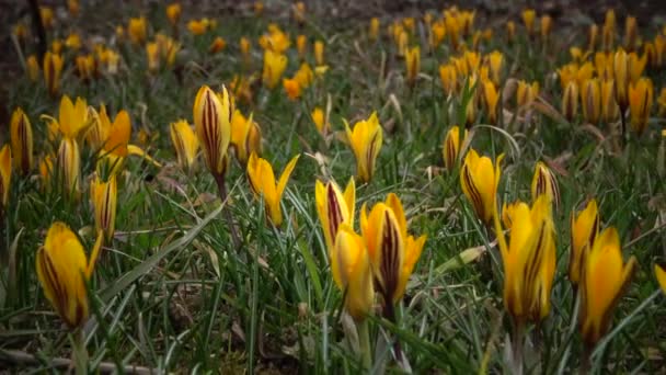 Ephemere Blüten Primeln Freier Wildbahn Colchicum Luteum Seltener Blick Aus — Stockvideo