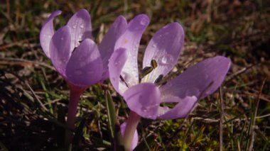 Ephemeral çiçekler, vahşi doğada çicek gülleri (Colchicum ancyrense), sonbahar kruvazörü, çayır safranı ve çıplak kadın. Ukrayna 'nın Kırmızı Kitabı' ndan nadir bir görüntü.