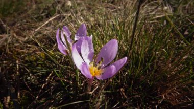 Ephemeral çiçekler, vahşi doğada çicek gülleri (Colchicum ancyrense), sonbahar kruvazörü, çayır safranı ve çıplak kadın. Ukrayna 'nın Kırmızı Kitabı' ndan nadir bir görüntü.