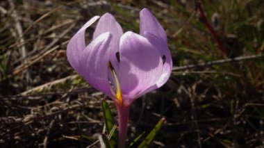 Ephemeral çiçekler, vahşi doğada çicek gülleri (Colchicum ancyrense), sonbahar kruvazörü, çayır safranı ve çıplak kadın. Ukrayna 'nın Kırmızı Kitabı' ndan nadir bir görüntü.