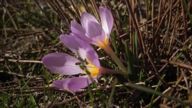 Ephemeral çiçekler, vahşi doğada çicek gülleri (Colchicum ancyrense), sonbahar kruvazörü, çayır safranı ve çıplak kadın. Ukrayna 'nın Kırmızı Kitabı' ndan nadir bir görüntü.