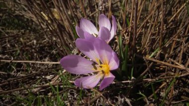 Ephemeral çiçekler, vahşi doğada çicek gülleri (Colchicum ancyrense), sonbahar kruvazörü, çayır safranı ve çıplak kadın. Ukrayna 'nın Kırmızı Kitabı' ndan nadir bir görüntü.
