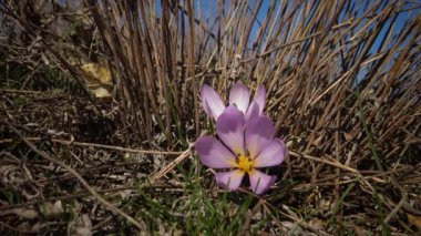 Ephemeral çiçekler, vahşi doğada çicek gülleri (Colchicum ancyrense), sonbahar kruvazörü, çayır safranı ve çıplak kadın. Ukrayna 'nın Kırmızı Kitabı' ndan nadir bir görüntü.