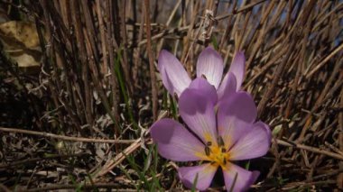 Ephemeral çiçekler, vahşi doğada çicek gülleri (Colchicum ancyrense), sonbahar kruvazörü, çayır safranı ve çıplak kadın. Ukrayna 'nın Kırmızı Kitabı' ndan nadir bir görüntü.