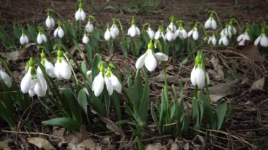 Video kaydırıcı. Amaryllidoideae, Galanthus (Elwes 'un kar damlası, daha büyük kar damlası) doğada Tiligul halklarının yamaçlarında, Ukrayna' nın Kırmızı Kitabı.