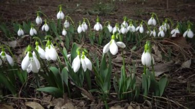 Video kaydırıcı. Amaryllidoideae, Galanthus (Elwes 'un kar damlası, daha büyük kar damlası) doğada Tiligul halklarının yamaçlarında, Ukrayna' nın Kırmızı Kitabı.