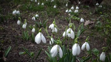 Video kaydırıcı. Amaryllidoideae, Galanthus (Elwes 'un kar damlası, daha büyük kar damlası) doğada Tiligul halklarının yamaçlarında, Ukrayna' nın Kırmızı Kitabı.