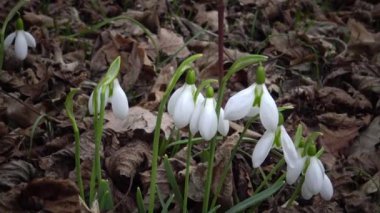 Video kaydırıcı. Amaryllidoideae, Galanthus (Elwes 'un kar damlası, daha büyük kar damlası) doğada Tiligul halklarının yamaçlarında, Ukrayna' nın Kırmızı Kitabı.
