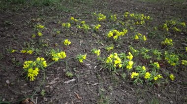 Video kaydırıcı. Gymnospermium Odessanum - Ephemeral çiçekler, vahşi doğada sarı çuha çiçekleri. Ukrayna 'nın kırmızı kitabından nadir bir manzara. Video sürgüleyici.