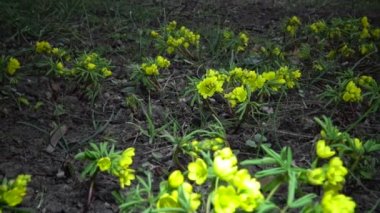 Video kaydırıcı. Gymnospermium Odessanum - Ephemeral çiçekler, vahşi doğada sarı çuha çiçekleri. Ukrayna 'nın kırmızı kitabından nadir bir manzara. Video sürgüleyici.