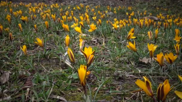 Flores Efímeras Prímulas Silvestres Colchicum Luteum Rara Vista Desde Libro — Vídeo de stock