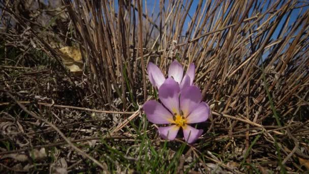 Ephemere Blüten Primeln Freier Wildbahn Colchicum Ancyrense Herbstzeitlose Wiesensaft Und — Stockvideo