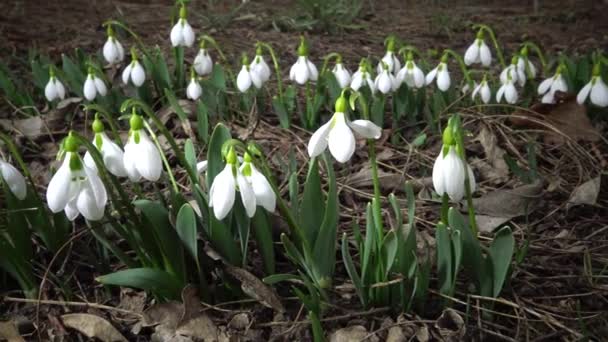 Videoslipper Amaryllidoideae Galanthus Sneeuwklokje Van Elwes Grotere Sneeuwklokslag Het Wild — Stockvideo