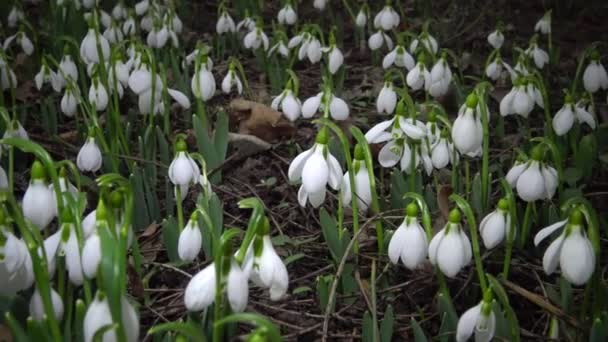 Видео Слайдер Amaryllidoideae Galanthus Подснежник Элвеса Большая Подснежник Дикой Природе — стоковое видео