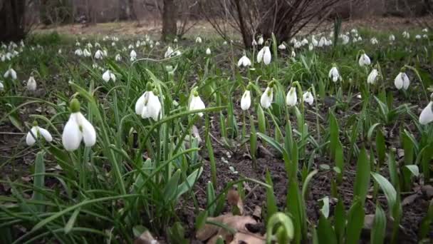 Videó Csúszda Amaryllidoideae Galanthus Elwes Hóvirág Nagyobb Hóvirág Vadonban Tiligul — Stock videók