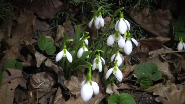 Dispositivo Scorrimento Amaryllidoideae Galanthus Bucaneve Elwes Bucaneve Maggiore Natura Sulle — Video Stock