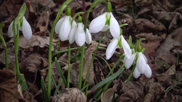 Dispositivo Scorrimento Amaryllidoideae Galanthus Bucaneve Elwes Bucaneve Maggiore Natura Sulle — Video Stock