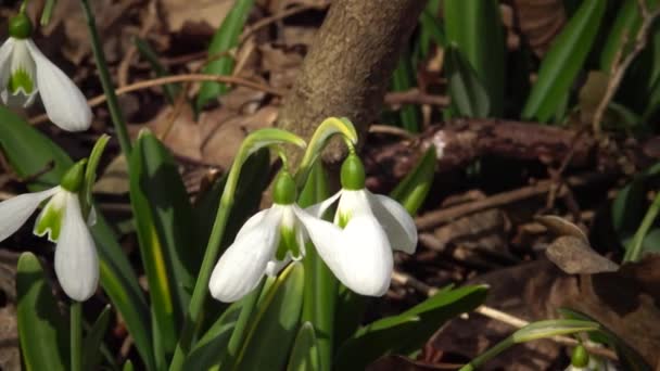 Videoslipper Amaryllidoideae Galanthus Sneeuwklokje Van Elwes Grotere Sneeuwklokslag Het Wild — Stockvideo