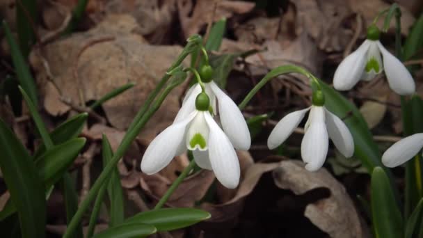 Videobandspelare Amaryllidoideae Galanthus Elwes Snöfall Större Snöfall Det Vilda Sluttningarna — Stockvideo