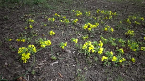 ビデオスライダー Gymnospulium Odessanum 一時的な花 野生の黄色の桜草 ウクライナのレッドブックからの珍しい眺め ビデオ撮影スライダー — ストック動画