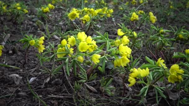 Video Slider Gymnospermium Odessanum Ephemeral Flowers Yellow Primroses Wild Rare — Stock Video