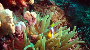 Kızıl Deniz Balığı. Kızıl Deniz Anemonbalığı (Amphiprion bicinctus). Yeşil deniz şakayıklarında yüzen evli bir çift, simbiyotik bir ilişki..
