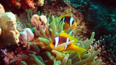 Kızıl Deniz Balığı. Kızıl Deniz Anemonbalığı (Amphiprion bicinctus). Yeşil deniz şakayıklarında yüzen evli bir çift, simbiyotik bir ilişki..