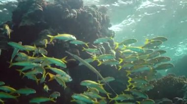 Sarı yüzgeçli keçi balığı (Mulloides vanicolensis). Bir balık sürüsü mercan resifinin üzerinde yavaşça yüzer. Kızıl Deniz Balığı.