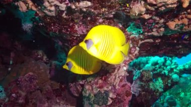Maskeli kelebek (Chaetodon semilarvatus), bir mercan resifinin üzerinde yavaşça yüzer. Kızıl Deniz, Abu Dubb. Mısır