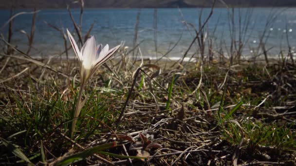 Ephemeral Virágok Primrózsák Vadonban Crocus Reticulatus Ritka Kilátás Vörös Könyv — Stock videók