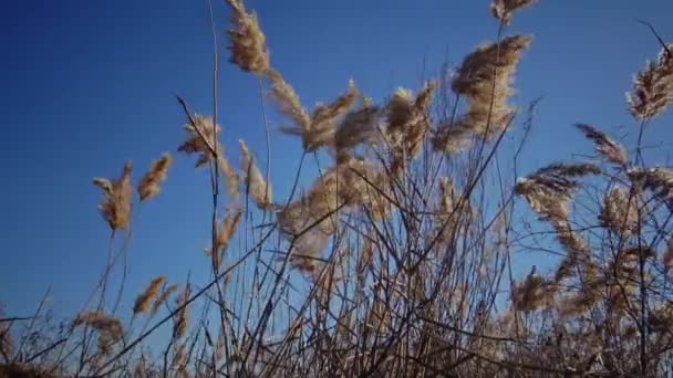 在蓝天的背景下 芦苇在风中摇曳 — 图库视频影像