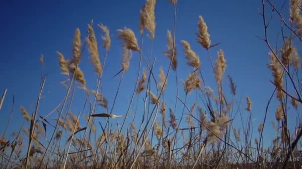 Caña Contra Fondo Cielo Azul Ondeando Viento — Vídeos de Stock