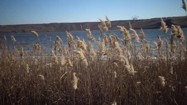 Reed Rüzgarda Dalgalanan Mavi Gökyüzünün Arka Planında — Stok video