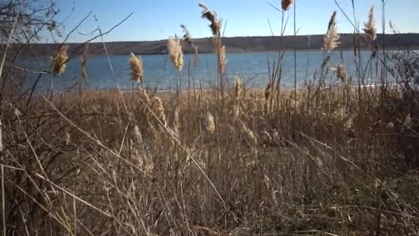 Reed Στο Φόντο Ενός Γαλάζιου Ουρανού Κυματίζει Στον Άνεμο — Αρχείο Βίντεο