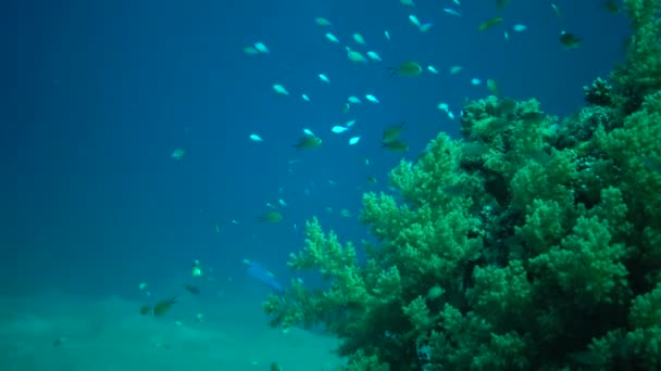 Ψάρια Κυνηγούν Και Κολυμπούν Πάνω Από Κοραλλιογενή Ύφαλο Δύτες Προσέχουν — Αρχείο Βίντεο