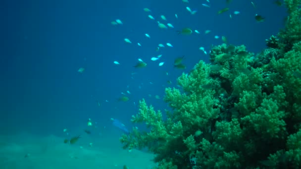 Los Peces Cazan Nadan Sobre Arrecife Coral Los Buceadores Vigilan — Vídeos de Stock