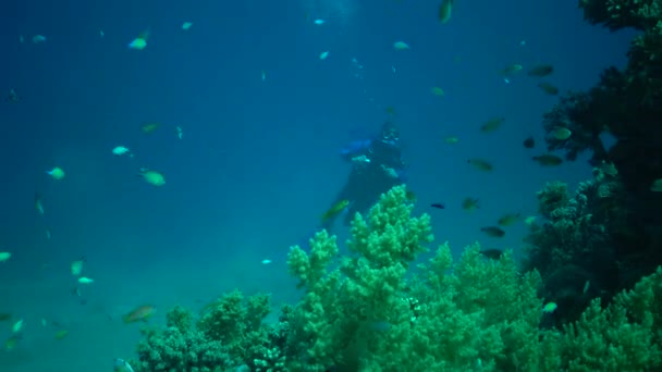 Peixes Caçam Nadam Sobre Recife Coral Mergulhadores Observam Peixe Mar — Vídeo de Stock