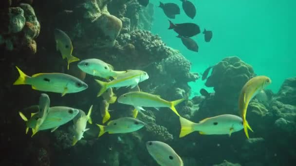 Kozy Žlutoploutvé Mulloides Vanicolensis Hejno Ryb Pomalu Plave Přes Korálový — Stock video